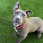 Nancy is a Terrier, Pit Bull.