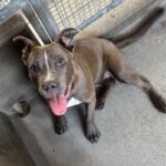 Nancy is a Terrier, Pit Bull.