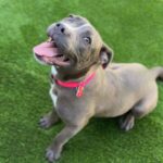 Nancy is a Terrier, Pit Bull.