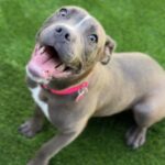 Nancy is a Terrier, Pit Bull.