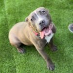 Nancy is a Terrier, Pit Bull.