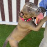 Nancy is a Terrier, Pit Bull.