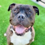 Hicks is a Terrier, Pit Bull.