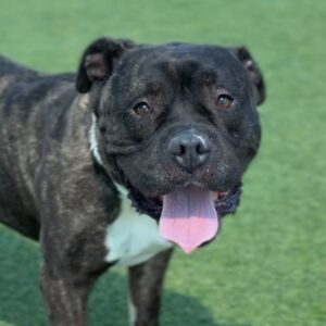 Hicks is a Terrier, Pit Bull.