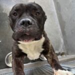 Hicks is a Terrier, Pit Bull.