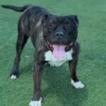 Hicks is a Terrier, Pit Bull.