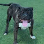 Hicks is a Terrier, Pit Bull.