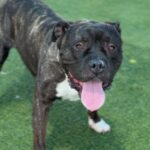 Hicks is a Terrier, Pit Bull.