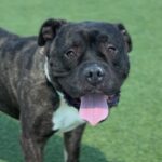 Hicks is a Terrier, Pit Bull.