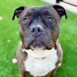 Hicks is a Terrier, Pit Bull.