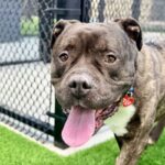 Hicks is a Terrier, Pit Bull.