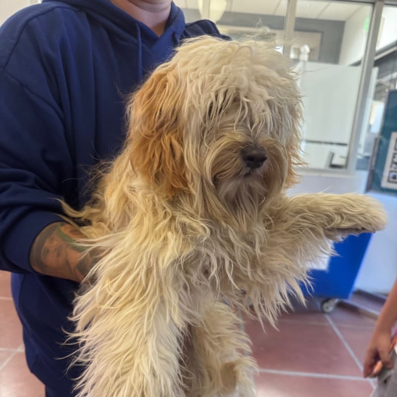 Daria is a Maltese/Mixed Breed (Medium).