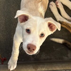 Atlas is a Spaniel, English Springer.