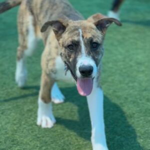 Bryan is a Terrier, Pit Bull/Shepherd.