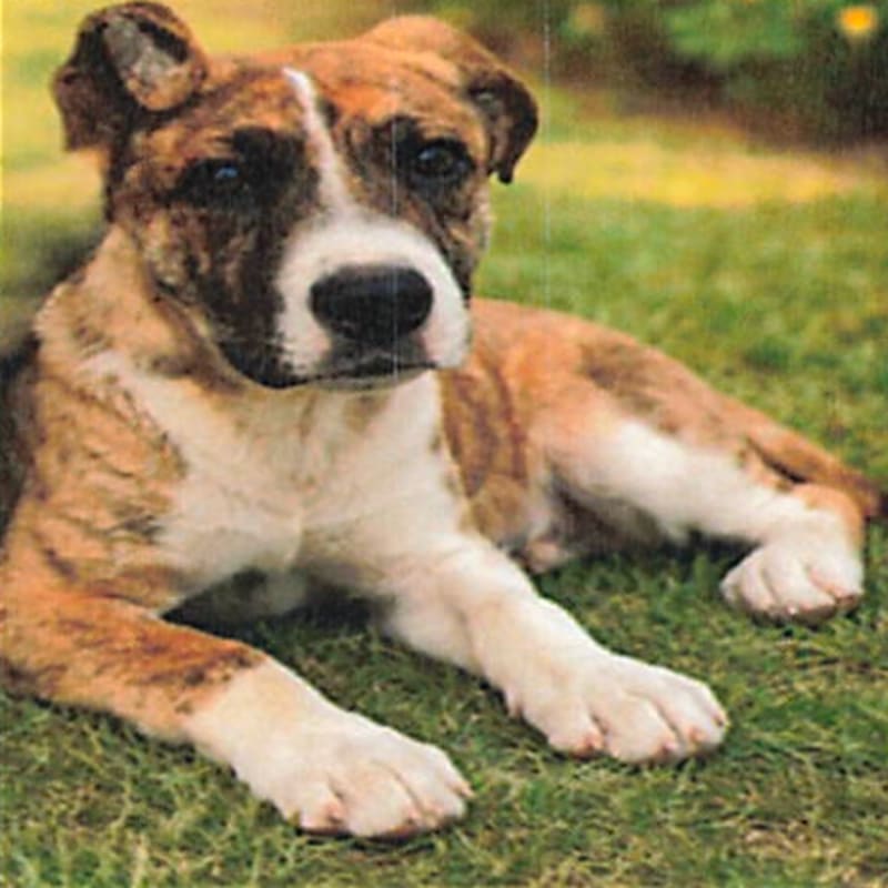 Bryan is a Terrier, Pit Bull/Shepherd.