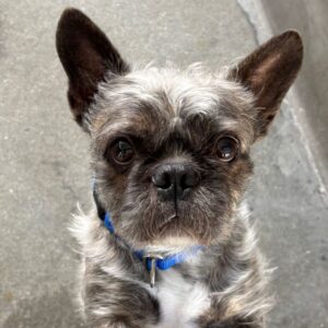 Chewy is a Bulldog, French.