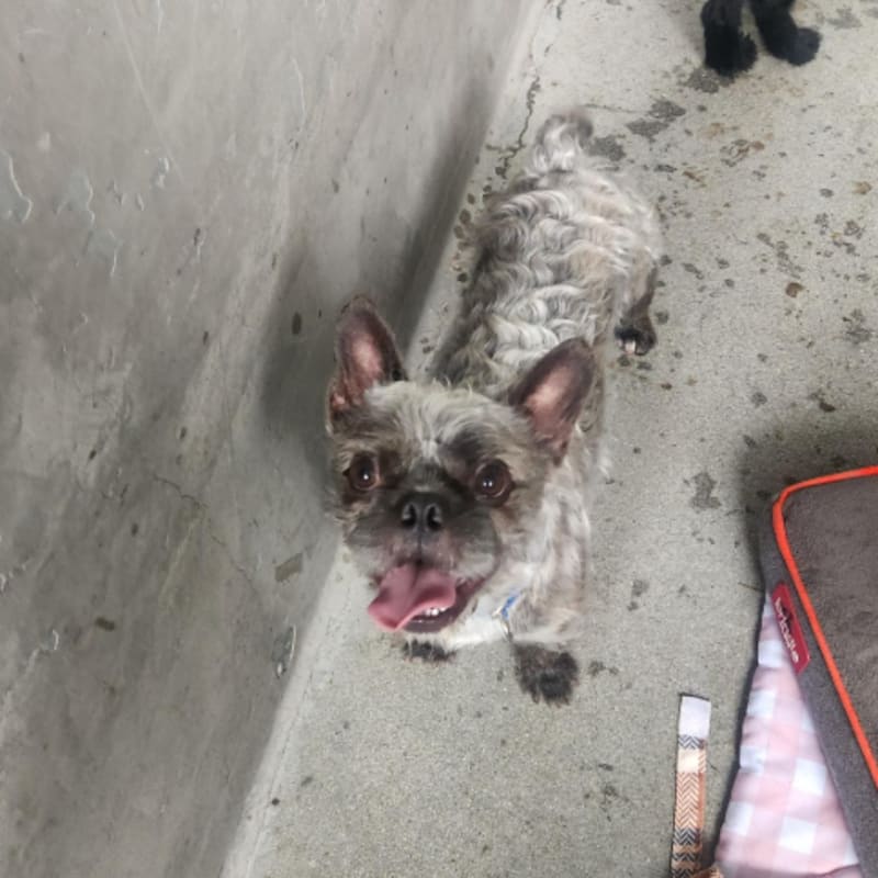 Chewy is a Bulldog, French.