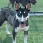 Chico is a Husky/Terrier, Bull.