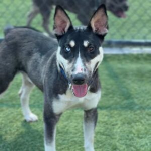 Chico is a Husky/Terrier, Bull.