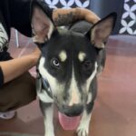 Chico is a Husky/Terrier, Bull.