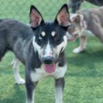 Chico is a Husky/Terrier, Bull.