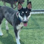 Chico is a Husky/Terrier, Bull.