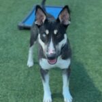 Chico is a Husky/Terrier, Bull.