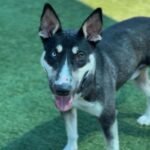 Chico is a Husky/Terrier, Bull.