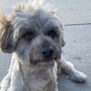 Luffy is a Maltese/Poodle.