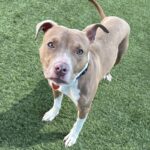 Cruz is a Terrier, Pit Bull.