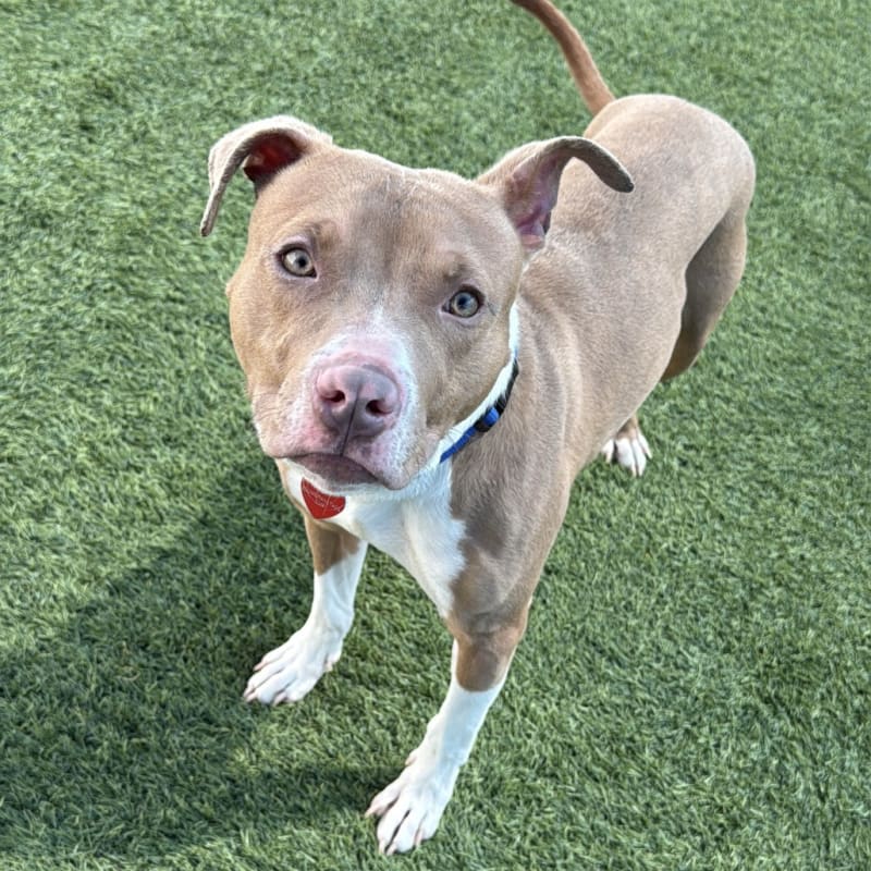 Cruz is a Terrier, Pit Bull.