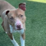 Cruz is a Terrier, Pit Bull.