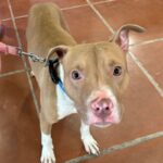 Cruz is a Terrier, Pit Bull.