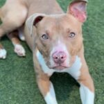 Cruz is a Terrier, Pit Bull.