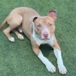 Cruz is a Terrier, Pit Bull.