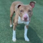 Cruz is a Terrier, Pit Bull.