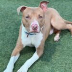 Cruz is a Terrier, Pit Bull.