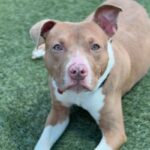 Cruz is a Terrier, Pit Bull.