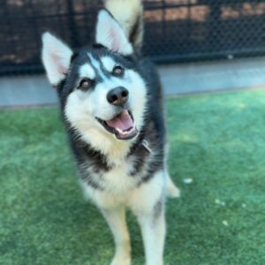 Rolo is a Husky, Siberian.