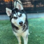 Rolo is a Husky, Siberian.