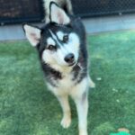 Rolo is a Husky, Siberian.