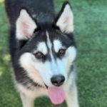 Rolo is a Husky, Siberian.