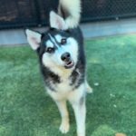 Rolo is a Husky, Siberian.