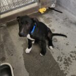 Sam is a Retriever, Black Labrador.