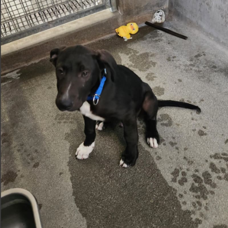 Sam is a Retriever, Black Labrador.