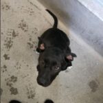 Frodo is a Retriever, Black Labrador.