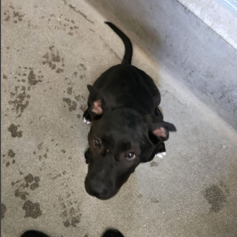 Frodo is a Retriever, Black Labrador.