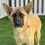 Sarah is a Shepherd, German.