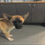 Sarah is a Shepherd, German.