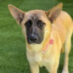 Sarah is a Shepherd, German.